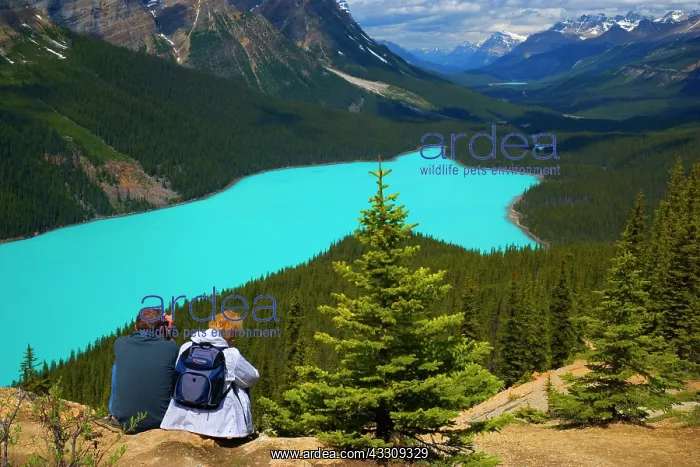 : 80187726 hikers at Peyto Lake - hikers admiring : 80187726 hikers at Peyto Lake - hikers admiring