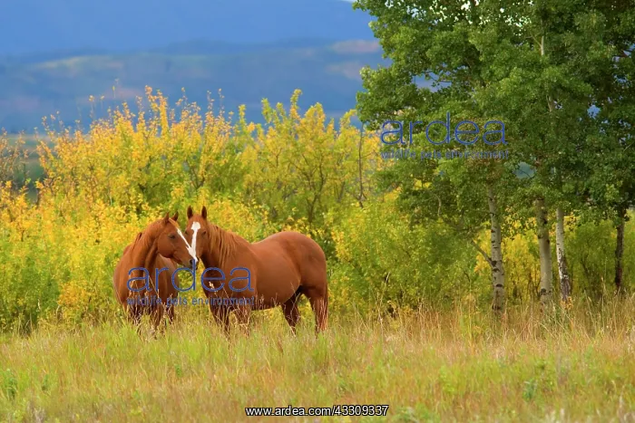  : 80187727 two horses - a pair of horses nuzzling