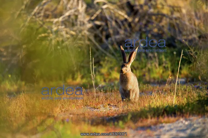 : 80187732 Black-tailed Jackrabbit / American Desert : 80187732 Black-tailed Jackrabbit / American Desert