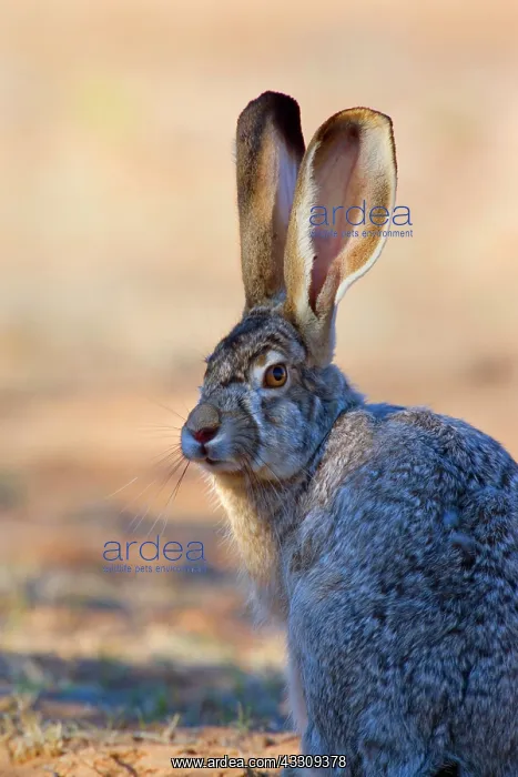 : 80187733 Black-tailed Jackrabbit / American Desert : 80187733 Black-tailed Jackrabbit / American Desert