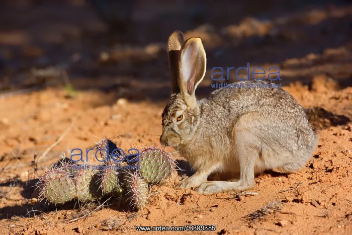 : 80187734 Black-tailed Jackrabbit / American Desert : 80187734 Black-tailed Jackrabbit / American Desert