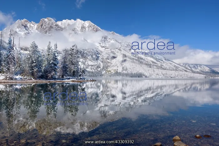 : 80187735 Winter landscape - by a thick blanket of : 80187735 Winter landscape - by a thick blanket of