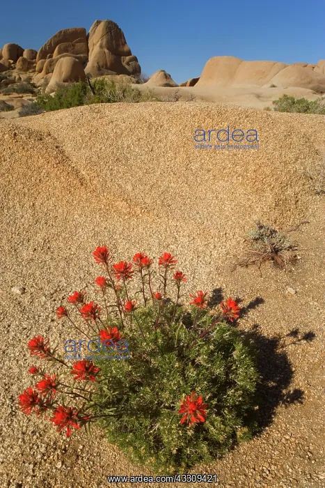 : 80187739 Indian Paintbrush / Desert Paintbrush and : 80187739 Indian Paintbrush / Desert Paintbrush and