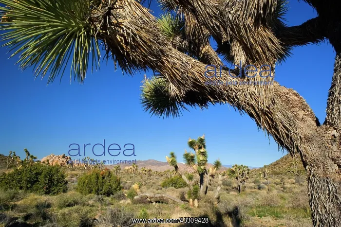 : 80187740 Joshua Tree - Joshua Trees in the Mojave : 80187740 Joshua Tree - Joshua Trees in the Mojave