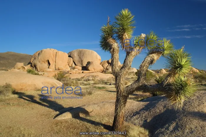 : 80187742 Joshua Tree - Joshua Trees and boulders : 80187742 Joshua Tree - Joshua Trees and boulders
