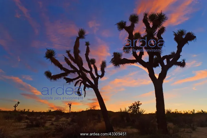 : 80187743 Joshua Tree - Joshua Trees silhouetted : 80187743 Joshua Tree - Joshua Trees silhouetted