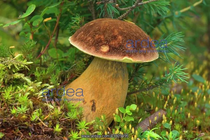 : 80187749 King bolete - king bolete mushroom in temperate : 80187749 King bolete - king bolete mushroom in temperate