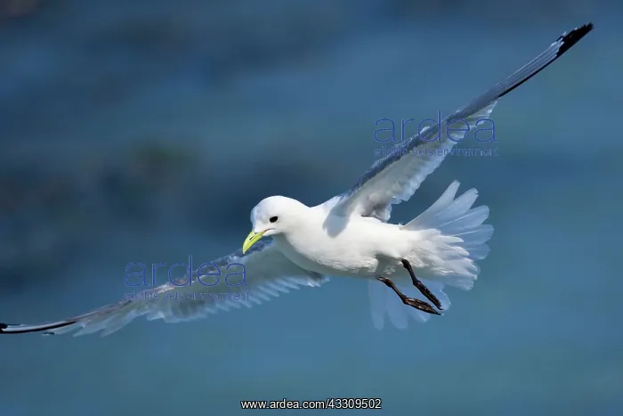: 80187750 Black-legged kittiwake - adult kittiwake : 80187750 Black-legged kittiwake - adult kittiwake