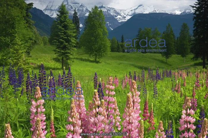 : 80187777 Lupines and Mount Robson - flowering lupines : 80187777 Lupines and Mount Robson - flowering lupines