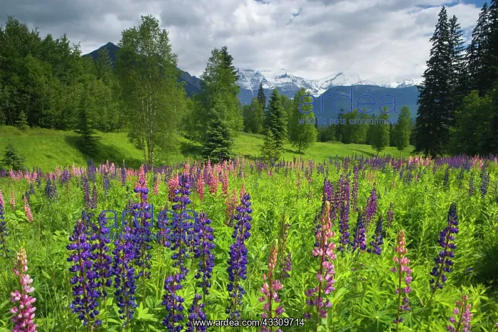 : 80187778 Lupines and Mount Robson - flowering lupines : 80187778 Lupines and Mount Robson - flowering lupines