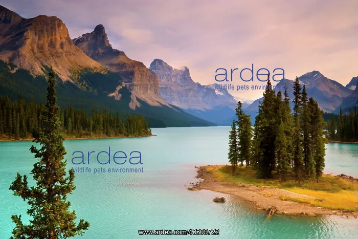 : 80187779 Maligne Lake - mountain landscape with : 80187779 Maligne Lake - mountain landscape with