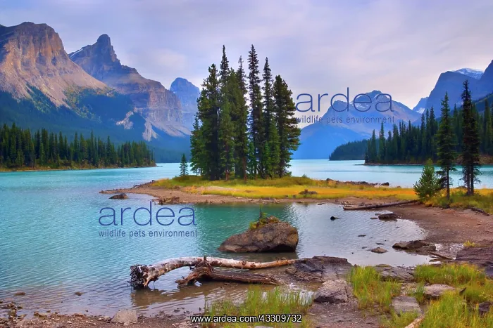  : 80187780 Maligne Lake - mountain landscape with