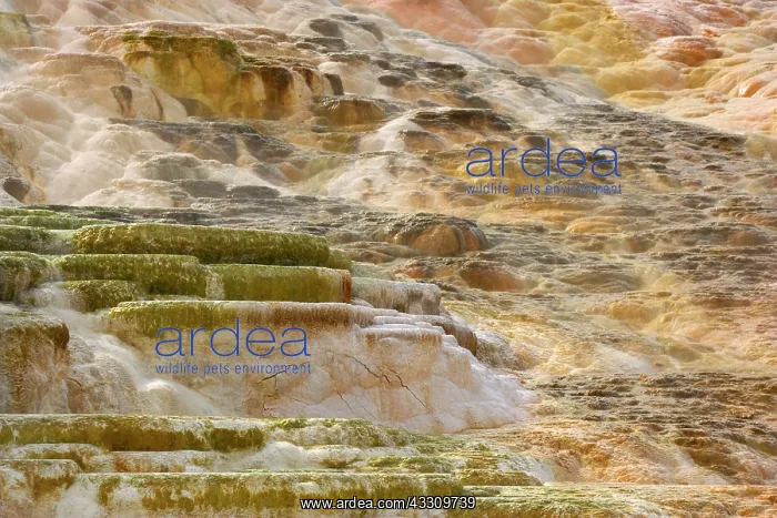 : 80187781 Mammoth Hot Springs - colourful sinter : 80187781 Mammoth Hot Springs - colourful sinter
