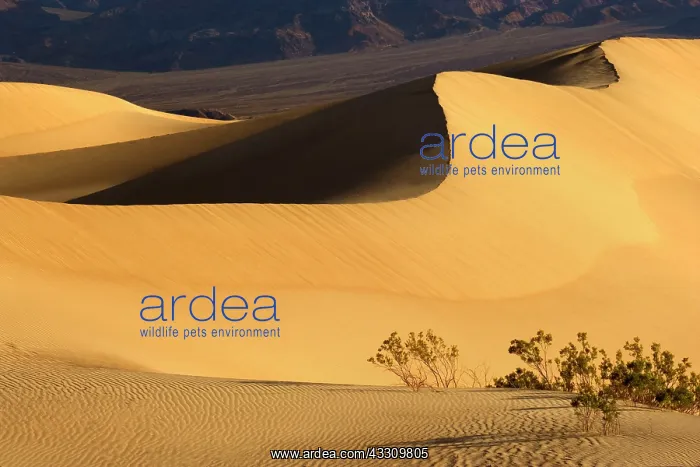 : 80187790 Mesquite Flat Sand Dunes - golden sand : 80187790 Mesquite Flat Sand Dunes - golden sand