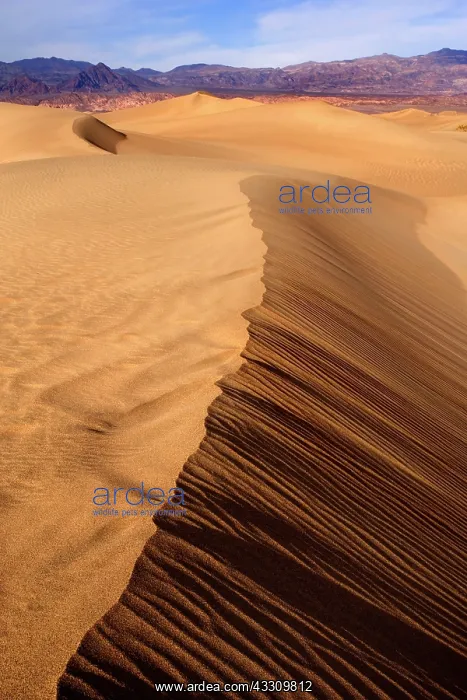 : 80187791 Mesquite Flat Sand Dunes - golden sand : 80187791 Mesquite Flat Sand Dunes - golden sand