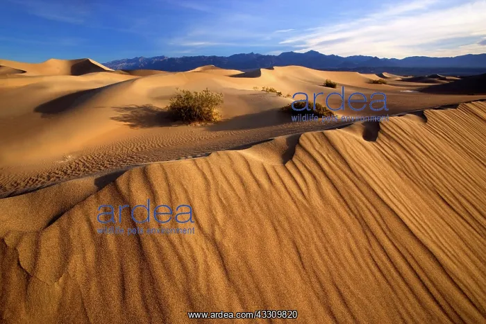 : 80187792 Mesquite Flat Sand Dunes - golden sand : 80187792 Mesquite Flat Sand Dunes - golden sand