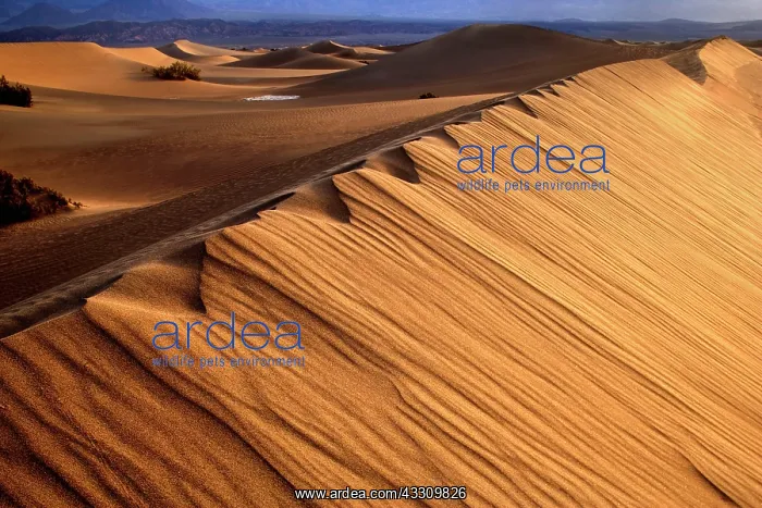 : 80187793 Mesquite Flat Sand Dunes - golden sand : 80187793 Mesquite Flat Sand Dunes - golden sand