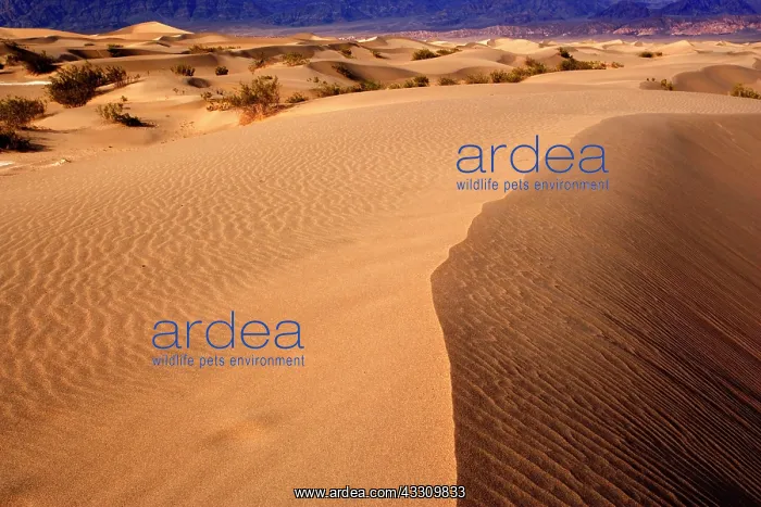 : 80187794 Mesquite Flat Sand Dunes - golden sand : 80187794 Mesquite Flat Sand Dunes - golden sand