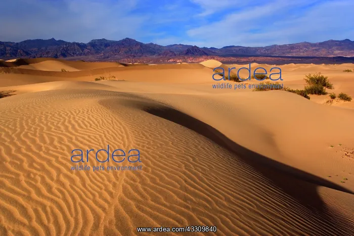 : 80187795 Mesquite Flat Sand Dunes - golden sand : 80187795 Mesquite Flat Sand Dunes - golden sand
