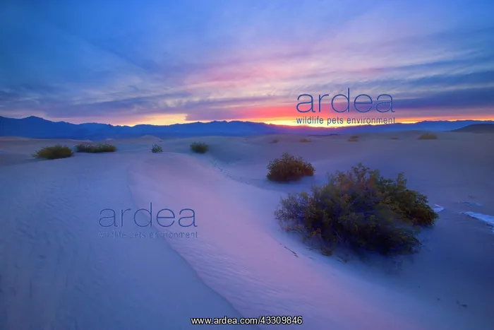: 80187796 Mesquite Flat Sand Dunes - golden sand : 80187796 Mesquite Flat Sand Dunes - golden sand