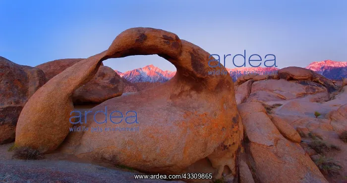 : 80187799 Mobius Arch - alpenglow on Lone Pine, one : 80187799 Mobius Arch - alpenglow on Lone Pine, one