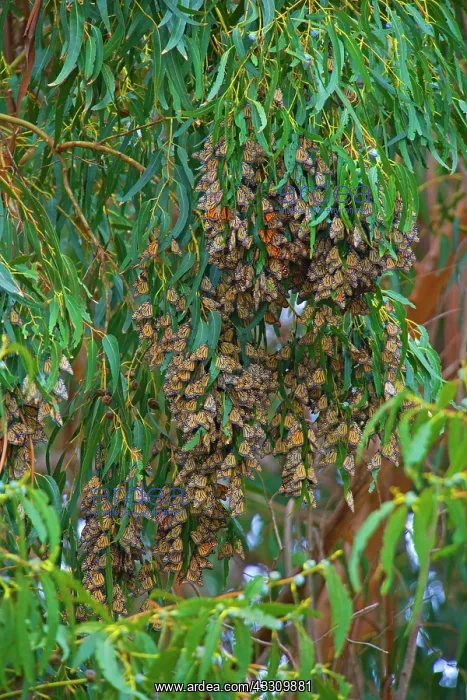 : 80187801 Monarch Butterfly - a big cluster of wintering : 80187801 Monarch Butterfly - a big cluster of wintering
