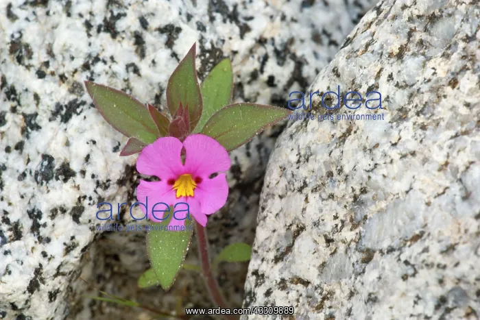 : 80187802 Biegelow's Monkey Flower - single brightly : 80187802 Biegelow's Monkey Flower - single brightly