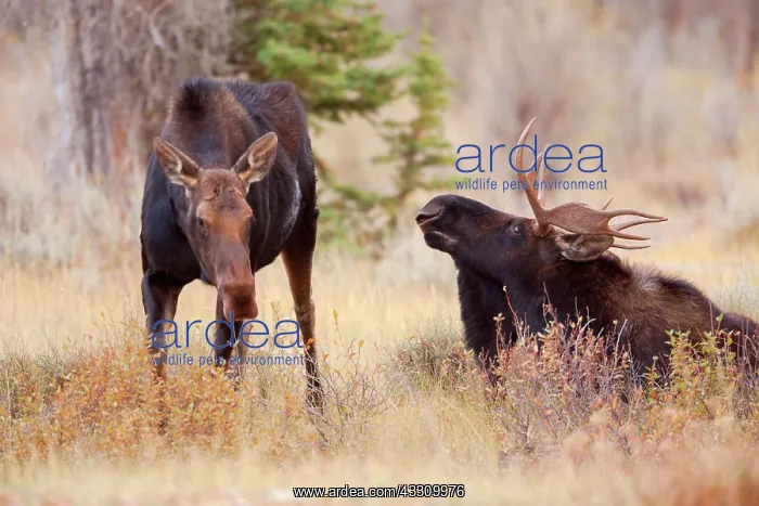: 80187816 Moose - female moose approaching moose : 80187816 Moose - female moose approaching moose