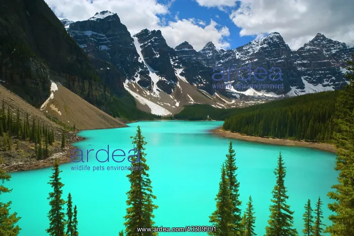 : 80187818 Moraine Lake - turquoise coloured Moraine : 80187818 Moraine Lake - turquoise coloured Moraine