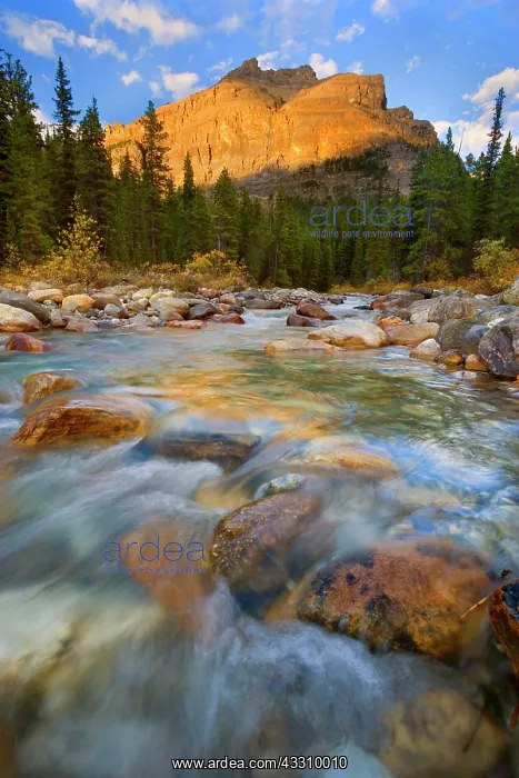 : 80187821 Mosquito Creek - mountain landscape with : 80187821 Mosquito Creek - mountain landscape with