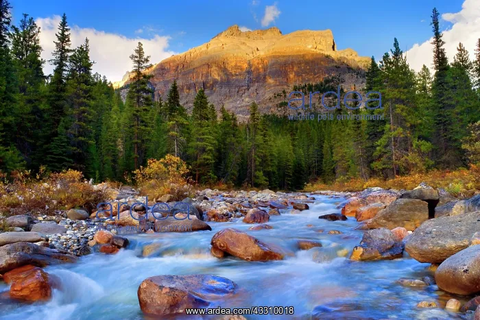 : 80187822 Mosquito Creek - mountain landscape with : 80187822 Mosquito Creek - mountain landscape with