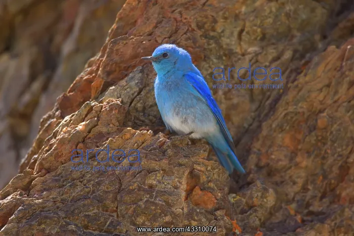: 80187829 Mountain bluebird - male bluebird sitting : 80187829 Mountain bluebird - male bluebird sitting