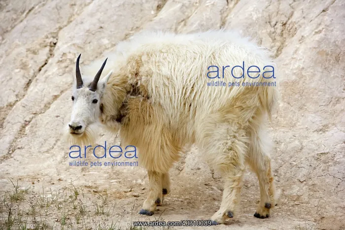 : 80187831 Mountain Goat - adult goat at a salt lick : 80187831 Mountain Goat - adult goat at a salt lick