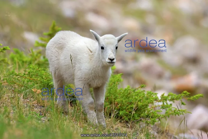 : 80187834 Mountain Goat - young lamb stands on a : 80187834 Mountain Goat - young lamb stands on a