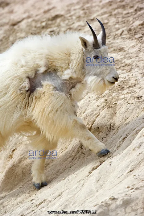 : 80187835 Mountain Goat - adult goat at a salt lick : 80187835 Mountain Goat - adult goat at a salt lick