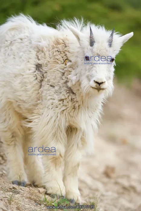 : 80187837 Mountain Goat - one year old lamb at a : 80187837 Mountain Goat - one year old lamb at a