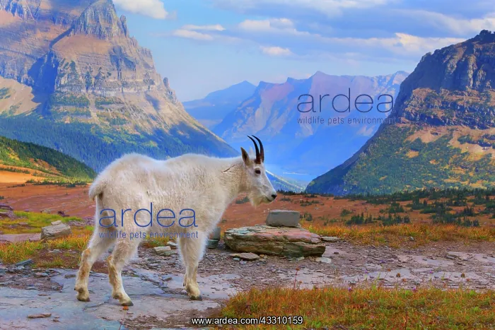 : 80187839 Mountain goat - adult goat stading in impressive : 80187839 Mountain goat - adult goat stading in impressive