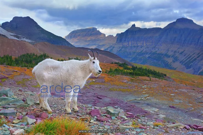 : 80187842 Mountain goat - adult goat in impressive : 80187842 Mountain goat - adult goat in impressive