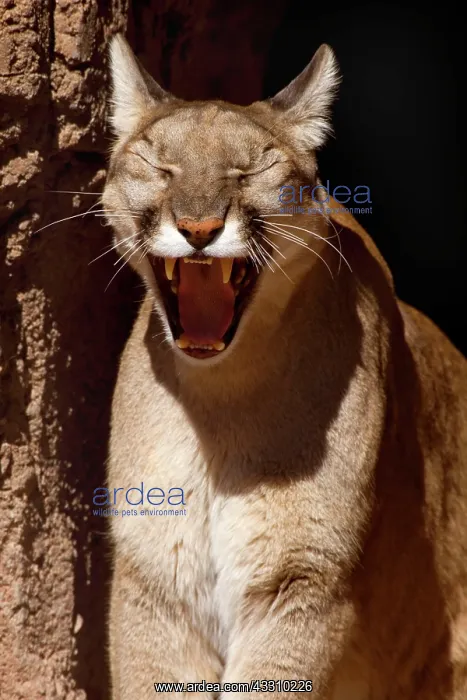 : 80187846 Mountain Lion / Puma / Cougar - adult cougar : 80187846 Mountain Lion / Puma / Cougar - adult cougar