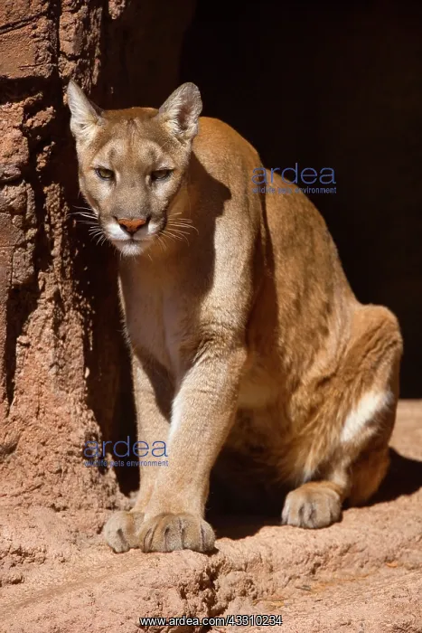 : 80187847 Mountain Lion  /  Puma  /  Cougar - adult sitting