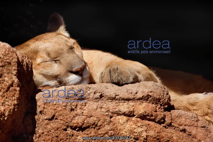 : 80187848 Mountain Lion / Puma / Cougar - adult sleeping : 80187848 Mountain Lion / Puma / Cougar - adult sleeping