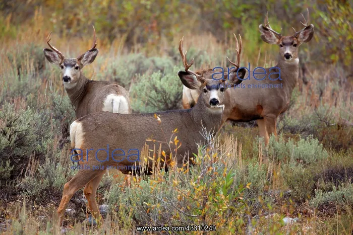  : 80187849 Mule deer - group of three male mule deer