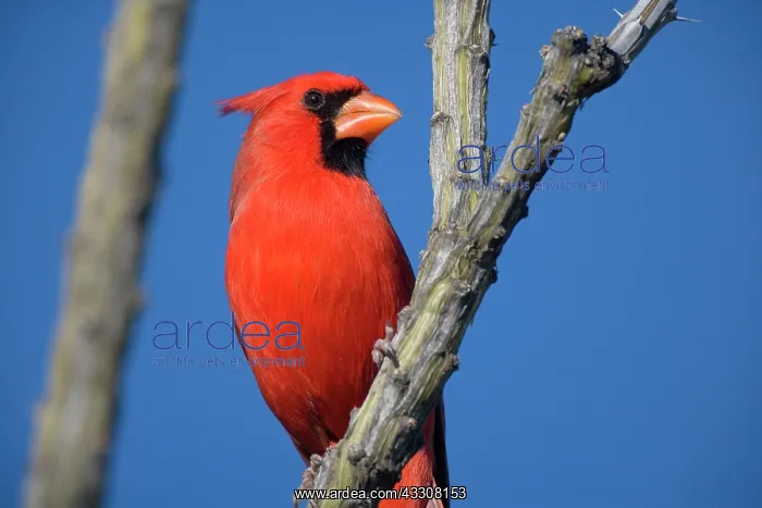 : 80187854 Northern Cardinal - brightly red coloured : 80187854 Northern Cardinal - brightly red coloured