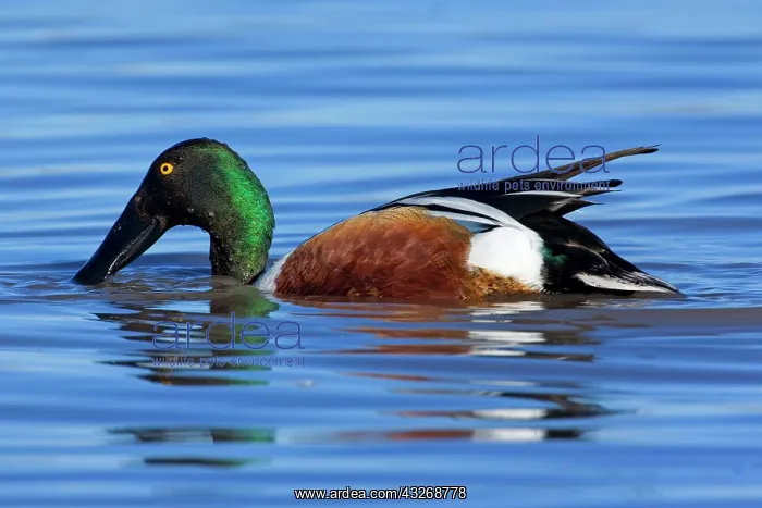 : 80187858 Northern Shoveller - wintering male shoveler : 80187858 Northern Shoveller - wintering male shoveler