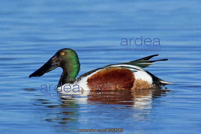 : 80187859 Northern Shoveller - wintering male shoveler : 80187859 Northern Shoveller - wintering male shoveler