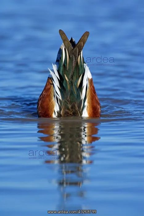 : 80187860 Northern Shoveller - wintering male shoveler : 80187860 Northern Shoveller - wintering male shoveler