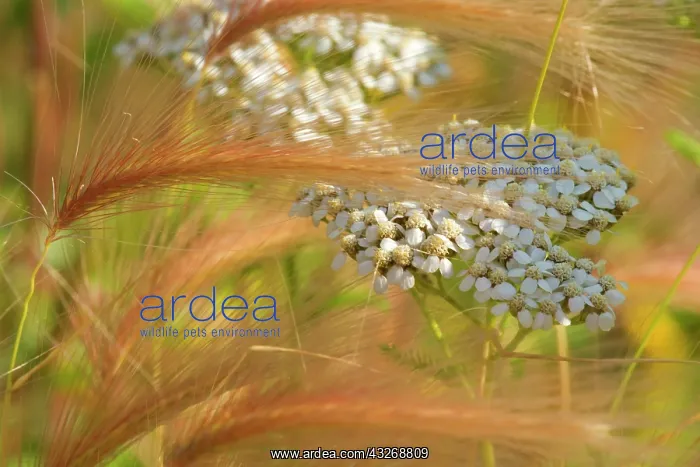 : 80187861 Northern Yarrow / Hordeum jubatum - ripe : 80187861 Northern Yarrow / Hordeum jubatum - ripe