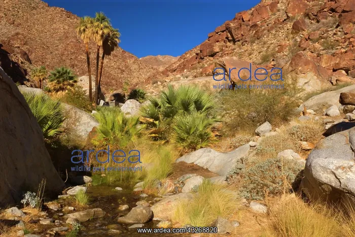 : 80187862 Oasis in Palm Canyon - an oasis with creek : 80187862 Oasis in Palm Canyon - an oasis with creek