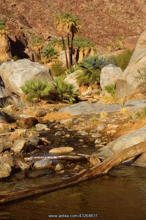 : 80187863 Oasis in Palm Canyon - an oasis with creek : 80187863 Oasis in Palm Canyon - an oasis with creek