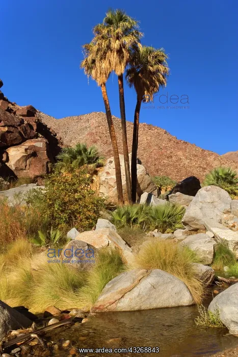 : 80187864 Oasis in Palm Canyon - an oasis with creek : 80187864 Oasis in Palm Canyon - an oasis with creek